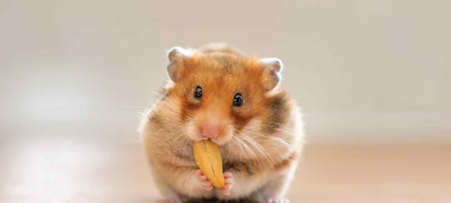 Fakta Unik Tentang Hamster Yang Bikin Pecinta Hewan Makin Jatuh Hati!
