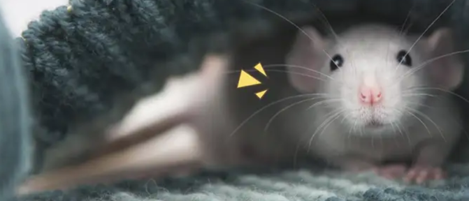 5 Cara Mengusir Tikus