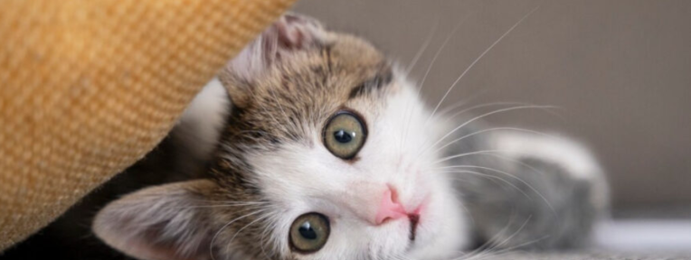 10 Aroma yang Tidak Disukai Kucing